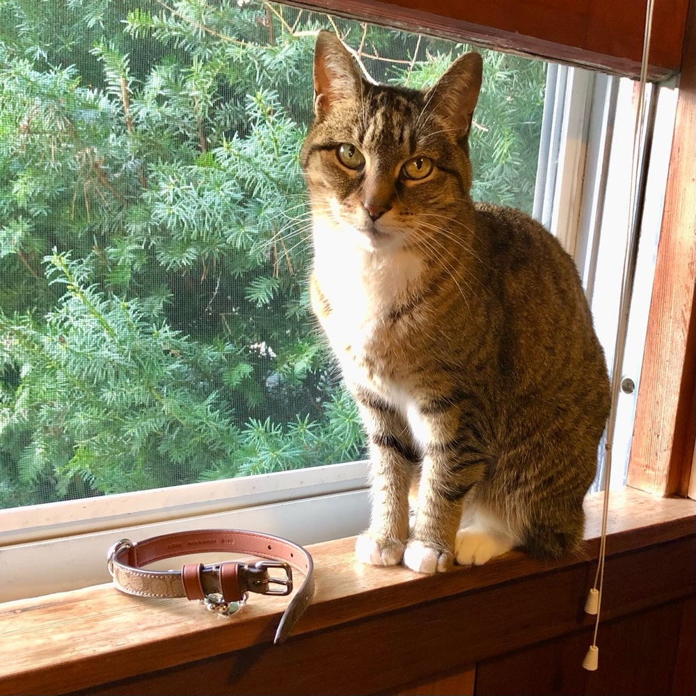 Kitty Baby…will she or won’t she?